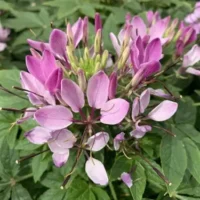 Cleome hassleriana Kelly Compact Violet ämbliklill Bloomest