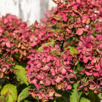 Hydrangea paniculata `Magical Fire` aed-hortensia (2)