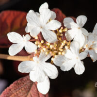 Viburnum plicatum `Watanabe` karvane lodjapuu (3)