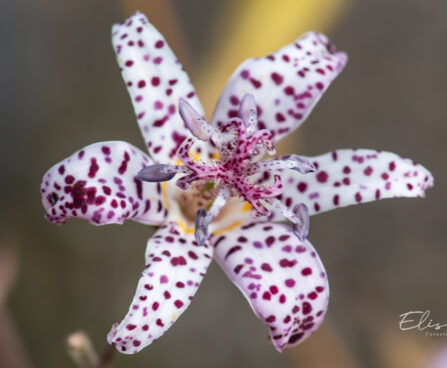 Tricyrtis `Blue Wonder` kõreliilia (1)