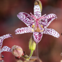 Tricyrtis `Blue Wonder` kõreliilia (2)