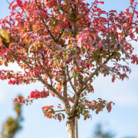 Euonymus alatus `Compactus` kikkapuu (2)