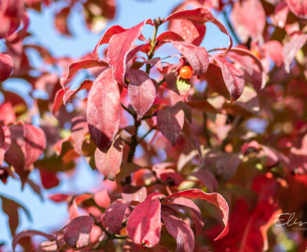 Euonymus alatus `Compactus` kikkapuu (3)