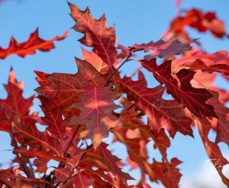 Quercus rubra punane tamm (2)