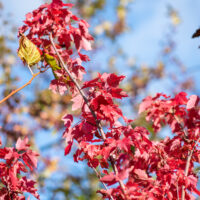 Acer rubrum `Brandywine` punane vaher (2)