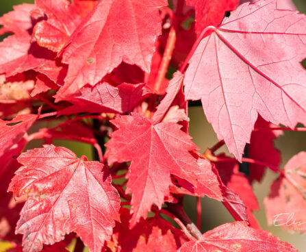 Acer rubrum `Brandywine` punane vaher (3)