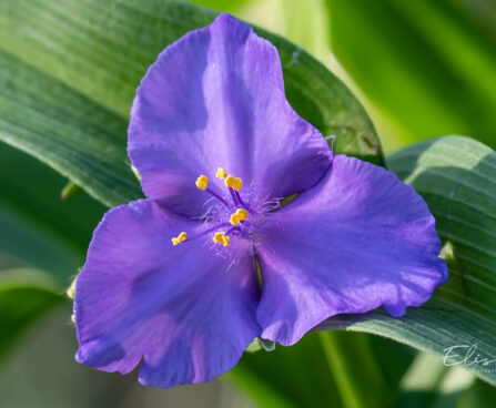 Tradescantia andersoniana andersoni tradeskantsia (2)