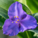 Tradescantia andersoniana andersoni tradeskantsia (2)