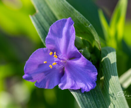 Tradescantia andersoniana andersoni tradeskantsia (1)