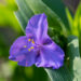 Tradescantia andersoniana andersoni tradeskantsia (1)