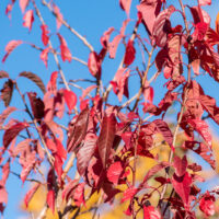 Prunus serrulata `Royal Burgundy` peensaagjas kirsipuu