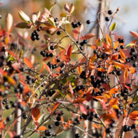 Aronia melanocarpa tume aroonia (2)