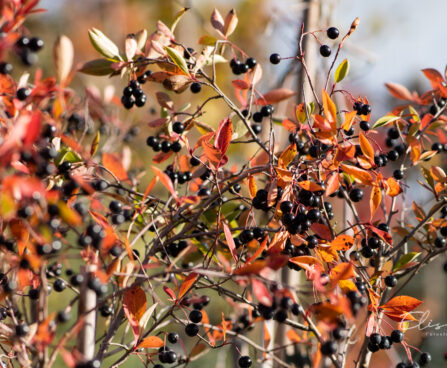 Aronia melanocarpa tume aroonia (2)