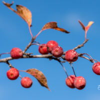 Malus `Red Splendor` õunapuu (2)