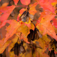 Acer tataricum subsp. ginnala ginnala vaher (1)