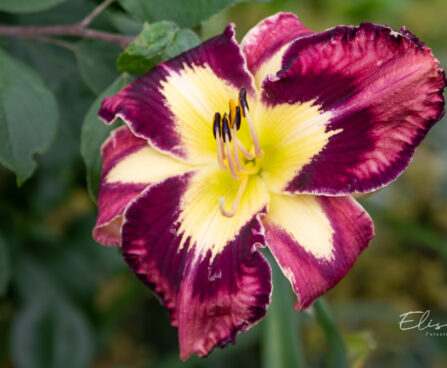 Hemerocallis `Spacecoast Behaviour Pattern` päevaliilia (2)