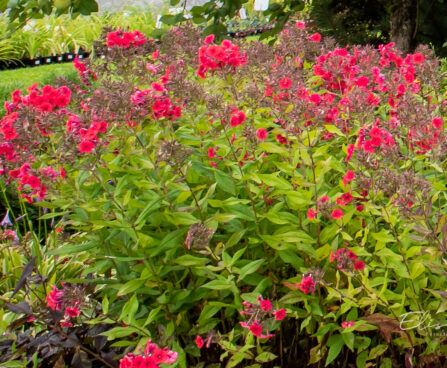 Phlox paniculata `Strawberry Daiquiri` aed-leeklill