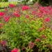 Phlox paniculata `Strawberry Daiquiri` aed-leeklill