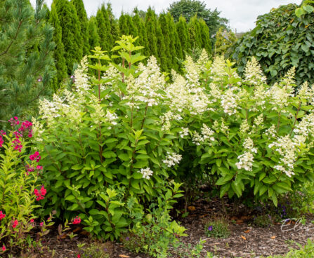 Hydrangea paniculata `Unique` aed-hortensia