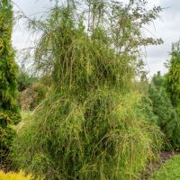 Thuja occidentalis `Filiformis` harilik elupuu