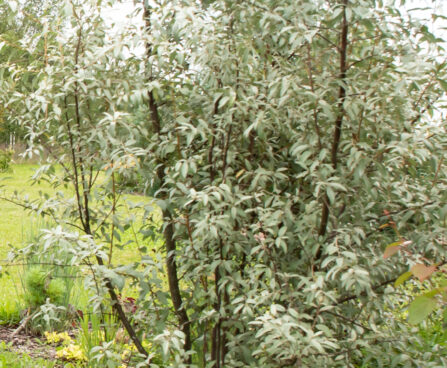 Elaeagnus commutata läikiv hõbepuu