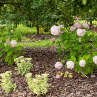 Hydrangea arborescens `Candybelle Bubblegum` puis-hortensia