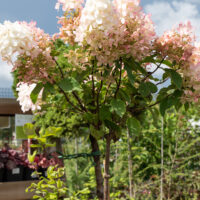 Hydrangea paniculata `Phantom` aed-hortensia (2)