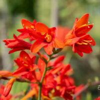 Crocosmia `Lucifer` kaeralill (1)