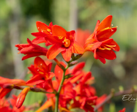 Crocosmia `Lucifer` kaeralill (1)