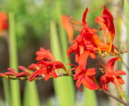 Crocosmia `Lucifer` kaeralill (2)