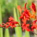 Crocosmia `Lucifer` kaeralill (2)