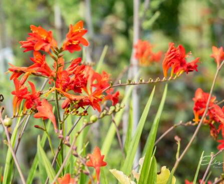 Crocosmia `Lucifer` kaeralill (3)