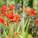 Crocosmia `Lucifer` kaeralill (3)