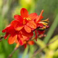 Crocosmia `Hellfire` kaeralill (3)