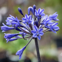 Agapanthus `Back in Black` lembeliilia (2)