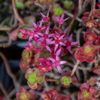 Sedum spurium `Dragon`s Blood` roomav kukehari