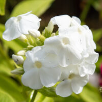 Phlox paniculata `Rembrandt` aed-leeklill (2)