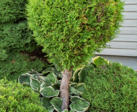 Thuja occidentalis `Fastigiata` harilik elupuu