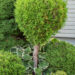 Thuja occidentalis `Fastigiata` harilik elupuu