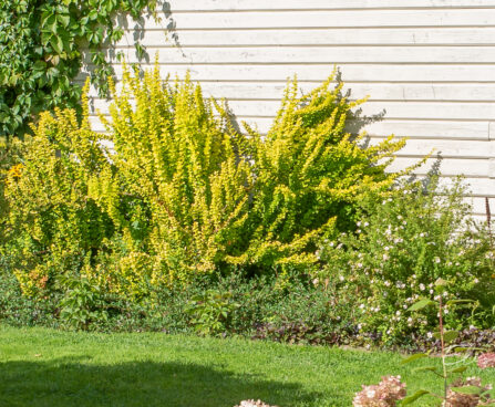 Berberis thunbergii `Maria` thunbergi kukerpuu