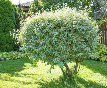 Elaeagnus commutata läikiv hõbepuu (3)