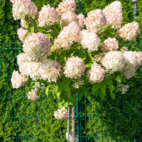 Hydrangea paniculata `Limelight` PA aedhortensia (2)