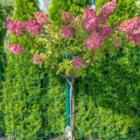 Hydrangea paniculata `Vanille Fraise` aedhortensia PA (2)