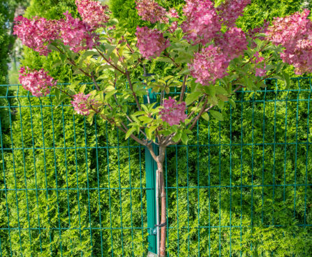 Hydrangea paniculata `Vanille Fraise` aedhortensia PA (2)