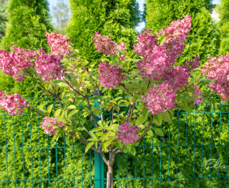 Hydrangea paniculata `Vanille Fraise` aedhortensia PA (1)