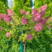 Hydrangea paniculata `Vanille Fraise` aedhortensia PA (1)