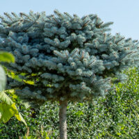 Picea pungens `Glauca Globosa` PA torkav kuusk