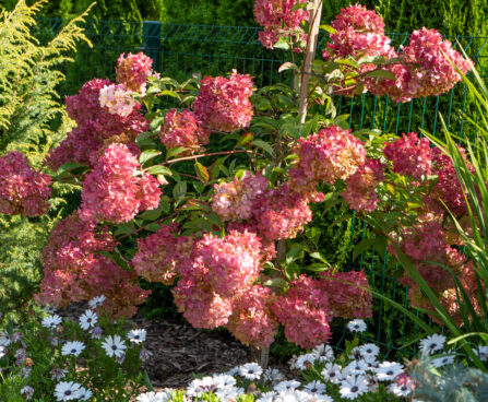 Hydrangea paniculata FIRE LIGHT aed-hortensia