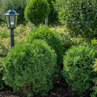 Thuja occidentalis `Tiny Tim` harilik elupuu