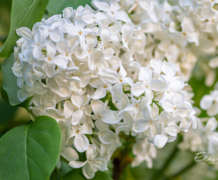 Syringa vulgaris `Primrose` harilik sirel (1)